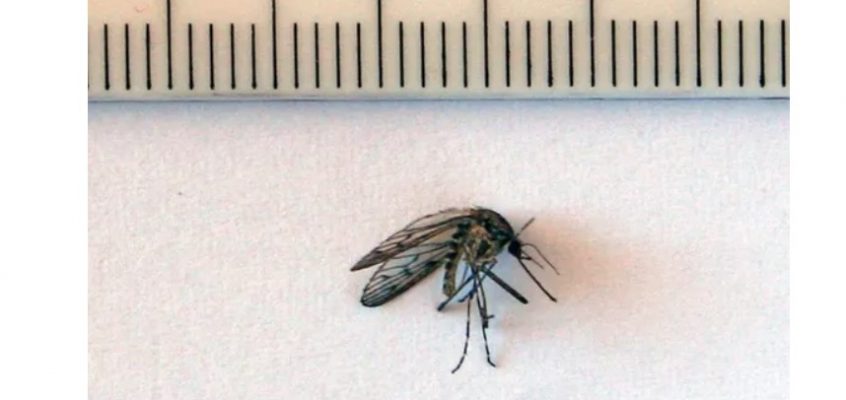 Insectes Le moustique-tigre est installé dans la Nièvre : comment le repérer et éviter sa prolifération